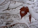 ein Herzblatt f&uuml;r die Liebe. 2010-01-01 10:51:02