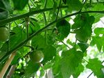 im Treibhaus kommen die ersten Tom&auml;tchen
