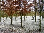 nur so bisschen Schnee im Buchenhain