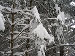 Impressionen aus dem Winterwald. 2008-11-24 10:29:32